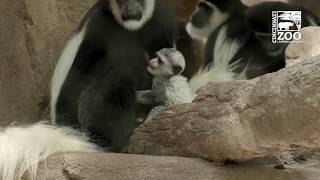 2 Month Old Colobus Monkey Baby  Cincinnati Zoo [upl. by Orlantha]