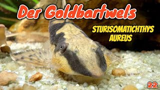 Der Goldbartwels  Sturisomatichthys aureus  Sturisoma aureum  Störwels   ADVENTdicted  Tür 22 [upl. by Soilissav38]