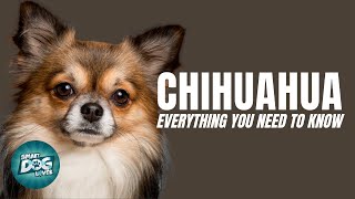 Chihuahua Dogs 101 Everything You Need To Know [upl. by Quintessa913]