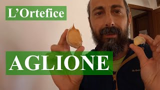 AGLIONE o aglio della Chiana  Trapianto [upl. by Brita234]