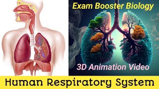 Manav Shwasan Tantra In Hindi  Human Respiratory System  Describe Respiratory System Anatomy [upl. by Gayelord170]