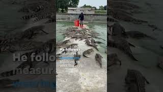 Farmer feeds crate of fresh meat to over 10000 crocodiles Shorts [upl. by Cathrin922]