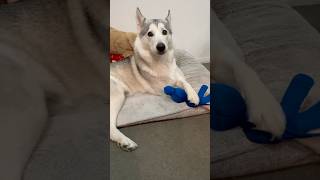 Hilarious Moment of Husky Singing [upl. by Elana313]