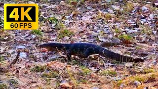 Varanus salvator in the nature 4k video footage [upl. by Magocsi19]