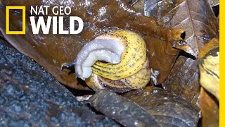 Snail Battles for Survival Against Flatworm  Nat Geo Wild [upl. by Seda]