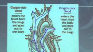 Heart Anatomy amp Function [upl. by Yrrag]