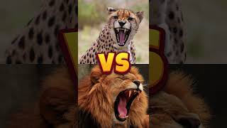 Animal speed battle  Cheetah vs Horse vs Ostrich vs Lion🥶 who will win [upl. by Jae]