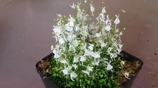 repotting utricularia sandersonii [upl. by Gemini]