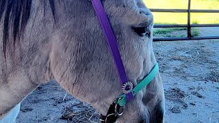 How to measure your donkey for a custom made headstall with Ridgetop Designs [upl. by Aidroc36]