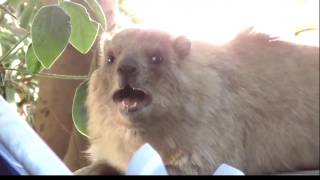 Singing Rock Rabbit hyrax [upl. by Farny]