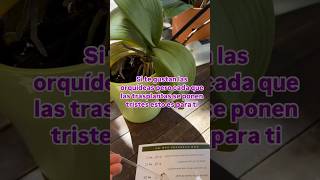 Como trasplantar a una orquídea correctamente exquenda orquideas cultivodeorquideas [upl. by Emlynne]