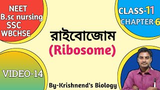 রাইবোজোমRibosome in BengaliProkaryotic and eukaryotic ribosome70s 80s Ribosome Svedberg unit [upl. by Eimrots]