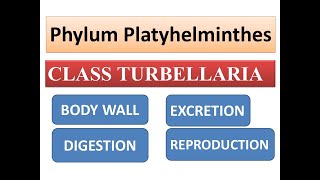 Class Turbellaria Body wallDigestionExcretion and Reproduction  Phylum Platyhelminthes [upl. by Yablon]