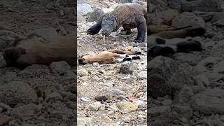 The big sound of his neck bones being strangled by the dinosaur😱🥶 komodo animals wildlife 😱🥶 [upl. by Morey]