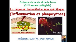 Réaction Inflammatoire et phagocytose [upl. by Kenweigh]