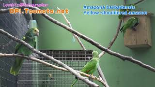 キボウシインコ Amazona barbadensis [upl. by Shellans]