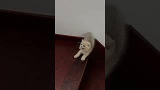 Unique way of going upstairs cat [upl. by Bald]