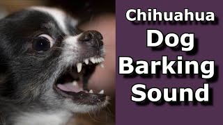 Chihuahua Dog Barking [upl. by Frayne682]