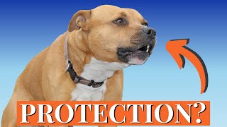 Why Staffies Are the WORST Guards in the World [upl. by Yerxa]