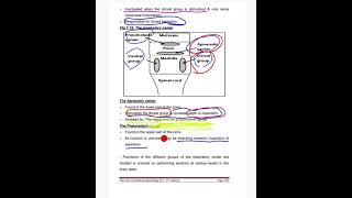 Respiratory physiology  control of respiration Sixth lecture [upl. by Eanom]