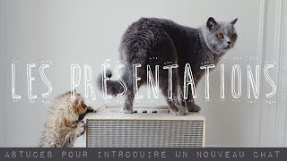 Comment présenter deux chats ou plus  Quelques astuces pour accueillir un nouveau chaton [upl. by Eolhc923]