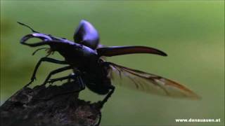 Hirschkäfer im Nationalpark DonauAuen  Lucanus cervus [upl. by Areht452]