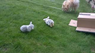 3 Week Old Baby Mini Lop Bunnies on the Grass for the First Time  Sooo Cute [upl. by Ainniz]