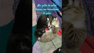 Michis de patas 🐾🐾 blancas [upl. by Heng]