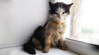 Sick Stray Kitty Asked To Warm Up In Shop But People Chased Him Away [upl. by Rivy]