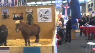 IceHorseTV  Pferd Bodensee [upl. by Emelyne]