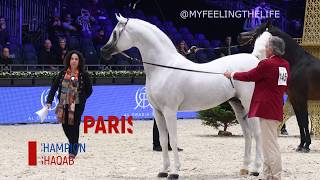 Hariry Al Shaqab the WORLD PLATINUM Champion Arabian Stallion Paris 2019 [upl. by Lewis]