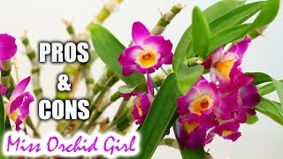 Pros amp Cons of growing Dendrobium Nobile Orchids in a home [upl. by Aicen]