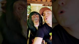 Chimpy likes to get loud chimpanzee shorts subscribe [upl. by Nonnahsal73]