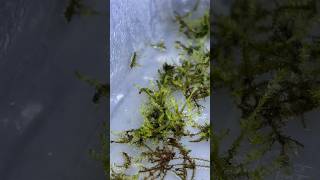 Emersed Java Moss Setup Growing Java Moss out of Water aquariumplants javamoss plantgrowth [upl. by Jorgenson330]