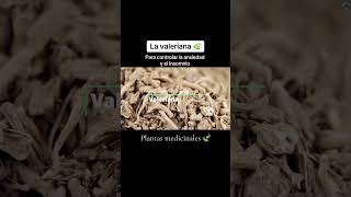 Valeriana Beneficios y Propiedades de esta hierba medicinal 🌿 [upl. by Enymzaj]