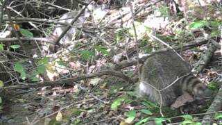 The True Blue Scouts of Sugar Man Swamp  Book Trailer [upl. by Rubia]