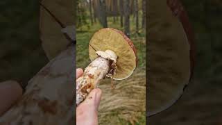 Wild EDIBLE amp tasty Mushrooms of the forest [upl. by Okram990]