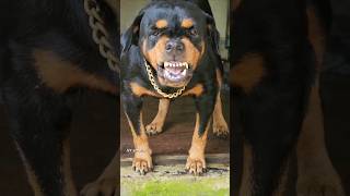 aggressive Dog barking training viral rottweiler angry angryanimal cat angery angrydog pets [upl. by Ilan]