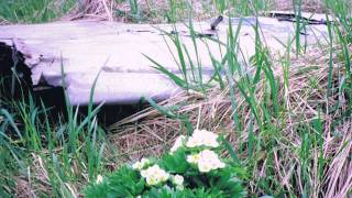 Recovery of WWII Plane Wreck in Alaska Calpernias Story [upl. by Andrel391]