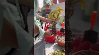 Repotting plant repotting plants gardening terracegarden [upl. by Gladys]