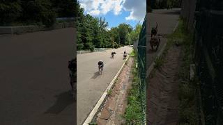 В МИРЕ ЖИВОТНЫХ…СОБАКИ…БУЛЛИСИБА ИНУДВОРЯНКАПИТБУЛЬ… grafbalas shorts shortvideo dog [upl. by Eet]