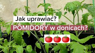 Jak uprawiać pomidory w donicach [upl. by Artinak]