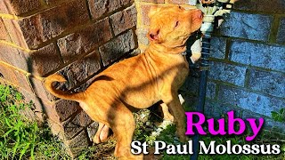 Ruby The St Paul Molossus Mastiff Puppy [upl. by Nimesh]