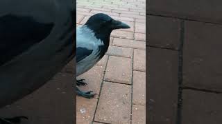 Знакомая ворона хочет клюнуть камеру  Friendly crow wants to peck at my camera [upl. by Kinson]