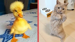 CLASSIC Dog and Cat Videos 😹🐷🐱 1 HOURS of FUNNY Clips 🙀 Cute baby animals videos 2024 [upl. by Ile]