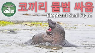 짝 짓기를 위한 코끼리 물범들의 싸움  Elephant Seal Fight SNB [upl. by Rabi931]