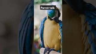 parrot parrotmedia birds parrottalking shorts [upl. by Ahtilat]