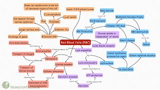 Red Blood Cells Erythrocytes Concept Map [upl. by Macdermot]