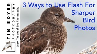 3 Ways to Use Flash for Sharper Bird Photos [upl. by Aramac]