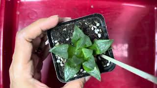 Haworthia careperiksa akar apabila tdk ada perkembangan tanaman haworthia plantlover succulent [upl. by Tabib]